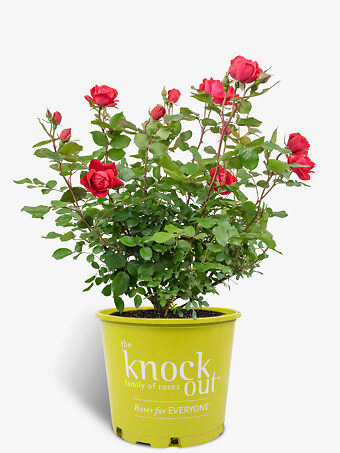 Icecap Rose Bushes For Sale Online | The Tree Center