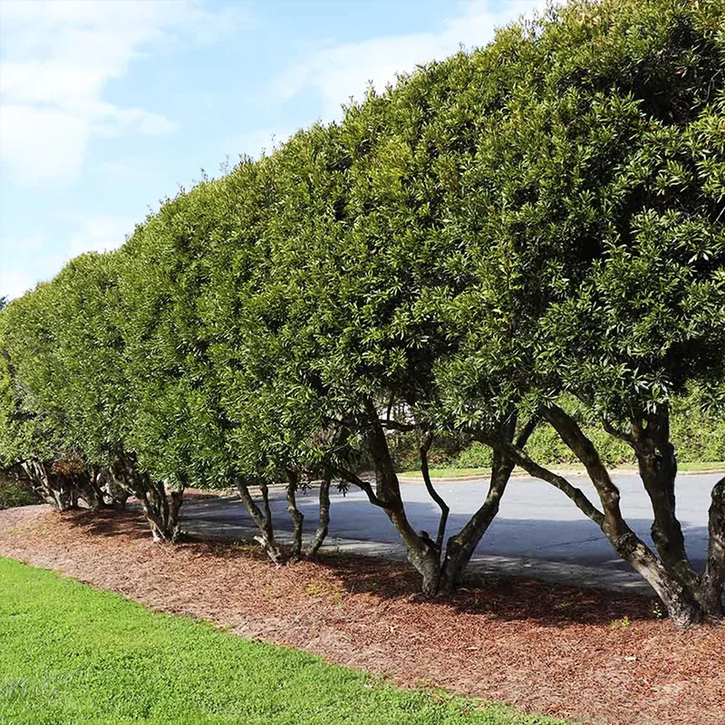 Wax Myrtle (myrica Cerifera) 