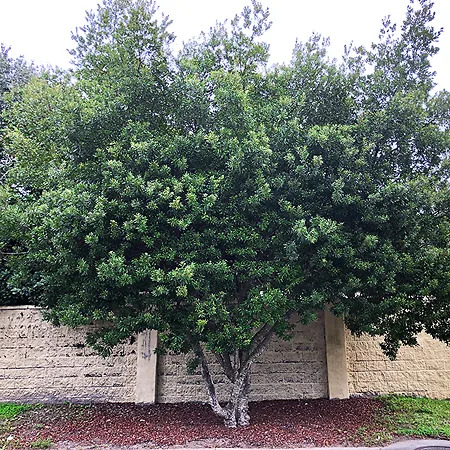 Wax Myrtle (Myrica cerifera) | Buy Wax Myrtle Online | The Tree Center