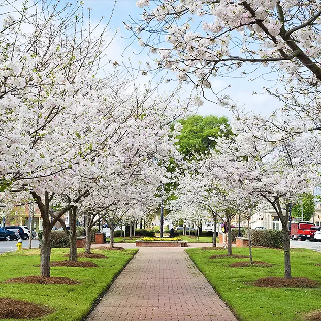 Yoshino Cherry For Sale | The Tree Center