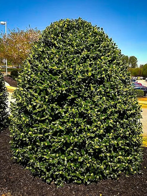 American Holly For Sale | The Tree Center