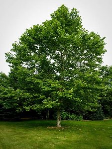 American Sycamore For Sale | The Tree Center