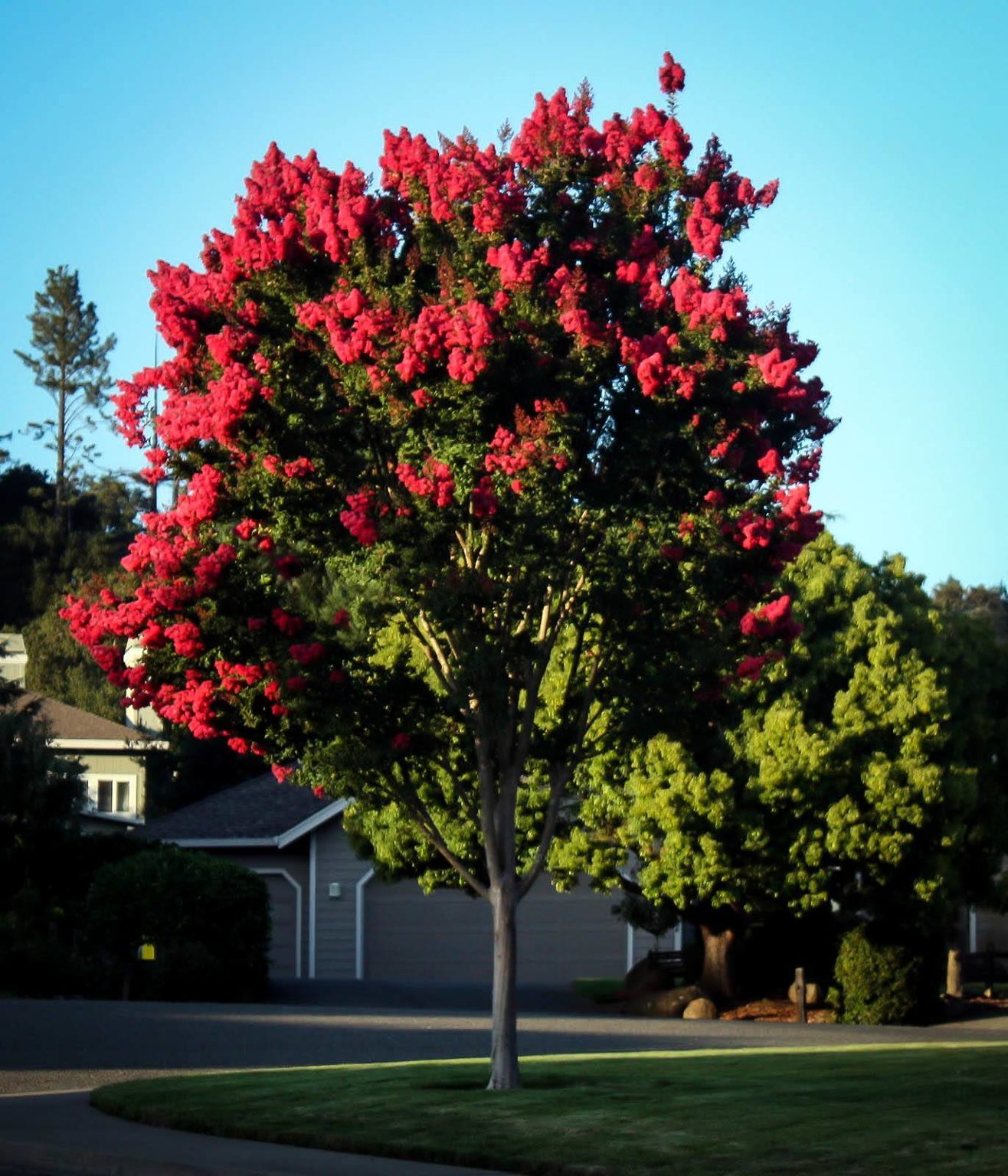 Crepe Myrtle, Crepe Myrtle Trees | The Tree Center™