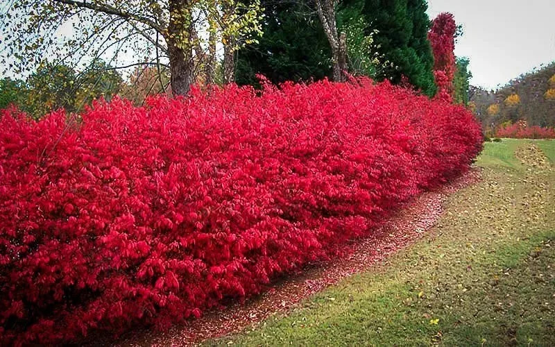 Burning Bush Near Me