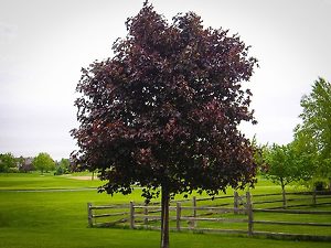 Crimson King Maple For Sale Online | The Tree Center