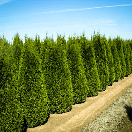 Evergreen Trees For Sale Online | The Tree Center