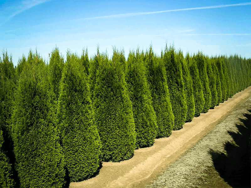 Complete Thuja Green Giant Guide | Planting & Care Tips for Thuja Trees