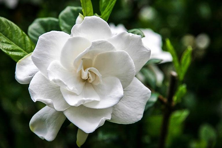 Frost Proof Gardenia For Sale Online | The Tree Center