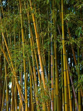 Sunset Glow Bamboo For Sale Online | The Tree Center