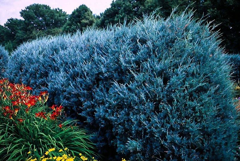 Image of Group of blue juniper shrubs in garden