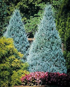 Wichita Blue Juniper Tree | The Tree Center