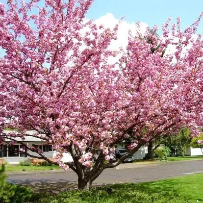 Kwanzan Cherry For Sale Online | The Tree Center