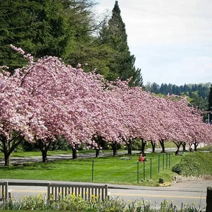 Kwanzan Cherry For Sale Online | The Tree Center