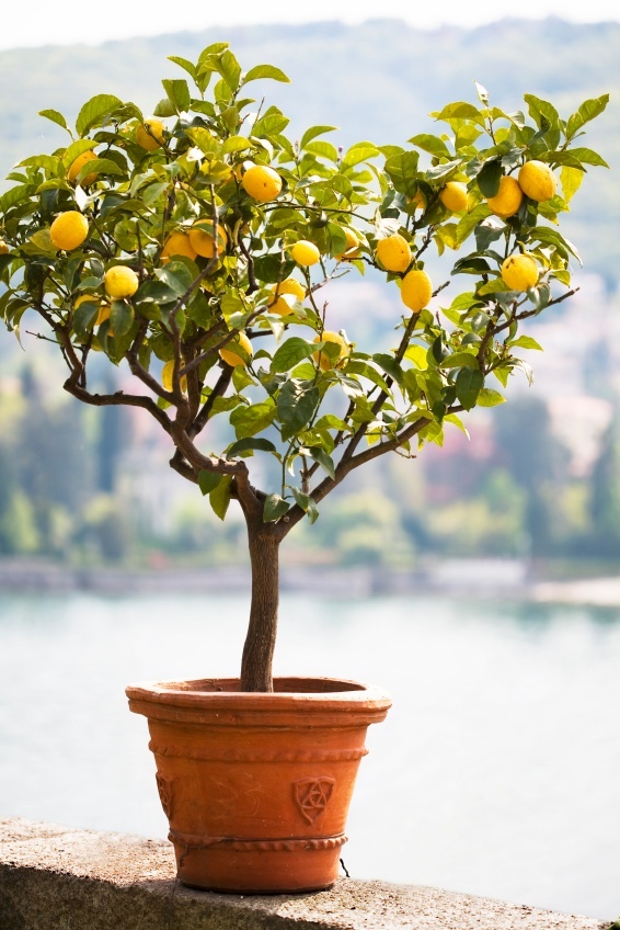 lemon tree images