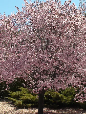 flowering plum tree leaves