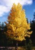 Quaking Aspen For Sale Online | The Tree Center