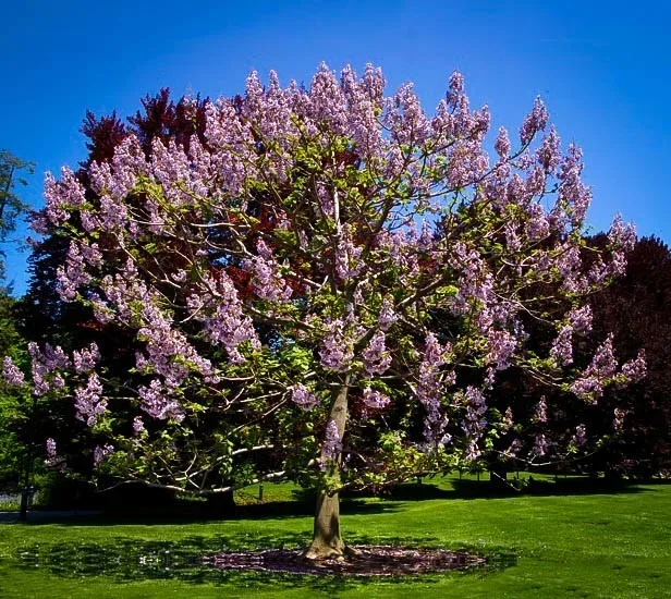 Paulownia species. Paulownia Elongata - the fastest growing tree