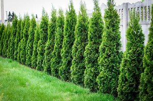 Buy Thuja Green Giant | Green Giant Arborvitae | The Tree Center