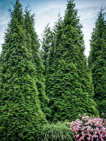 Thuja Green Giant