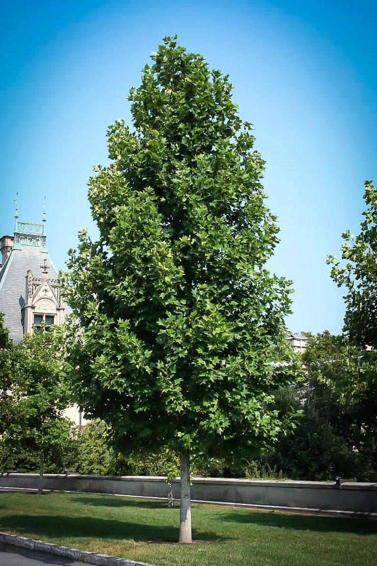 buy-tulip-poplar-trees-online-the-tree-center