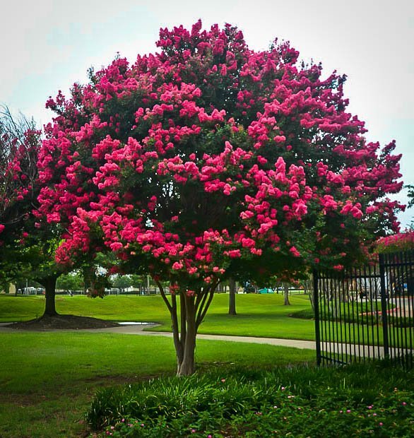 Complete Guide To Crape Myrtles 