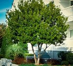 Buy Wax Myrtle Trees Online | The Tree Center