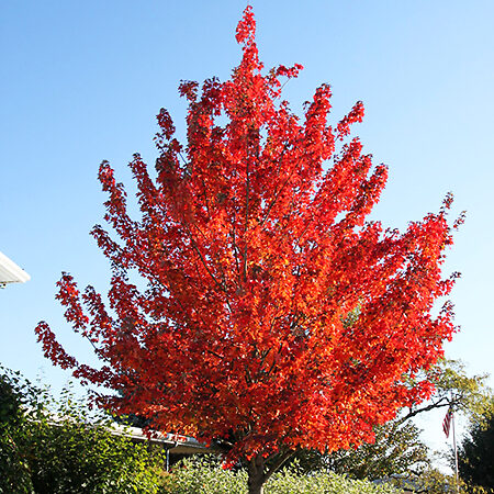 American Red Maple For Sale | The Tree Center