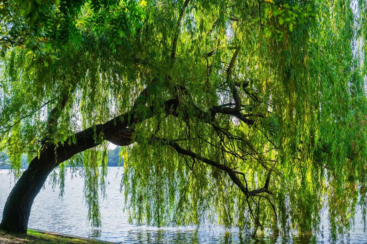 Question: Weeping Willow Tree Losing Leaves - Will It Die?