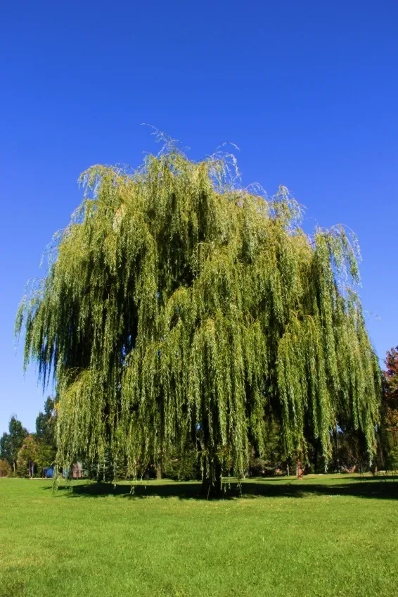 dwarf weeping willow