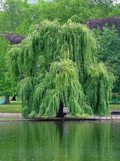 Buy Weeping Willow Trees Online | The Tree Center