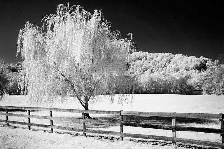 Weeping Willow Tree Guide Planting & Care Tips for Willow Trees