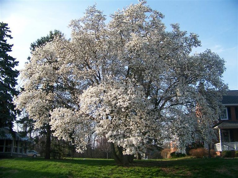 Magnolia Tree Guide All You Need to Know about Magnolia Trees