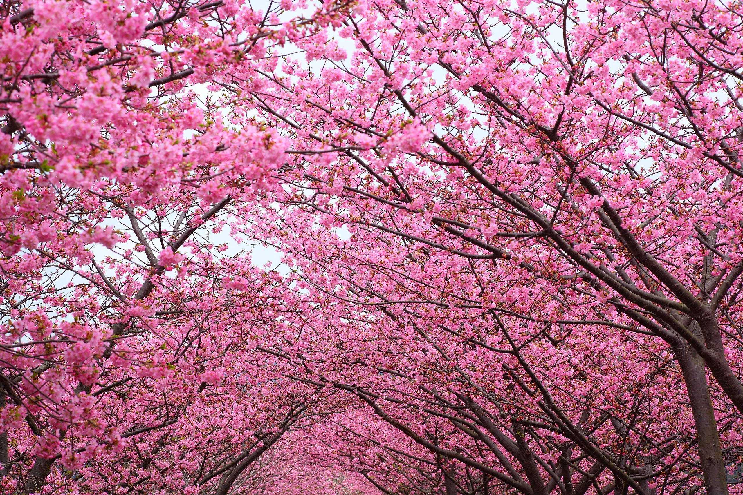 Early blooming of cherry blossoms concerns climate experts - The