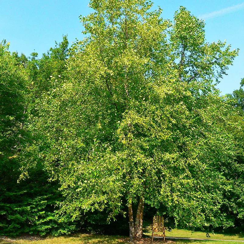 River Birch For Sale Online | The Tree Center