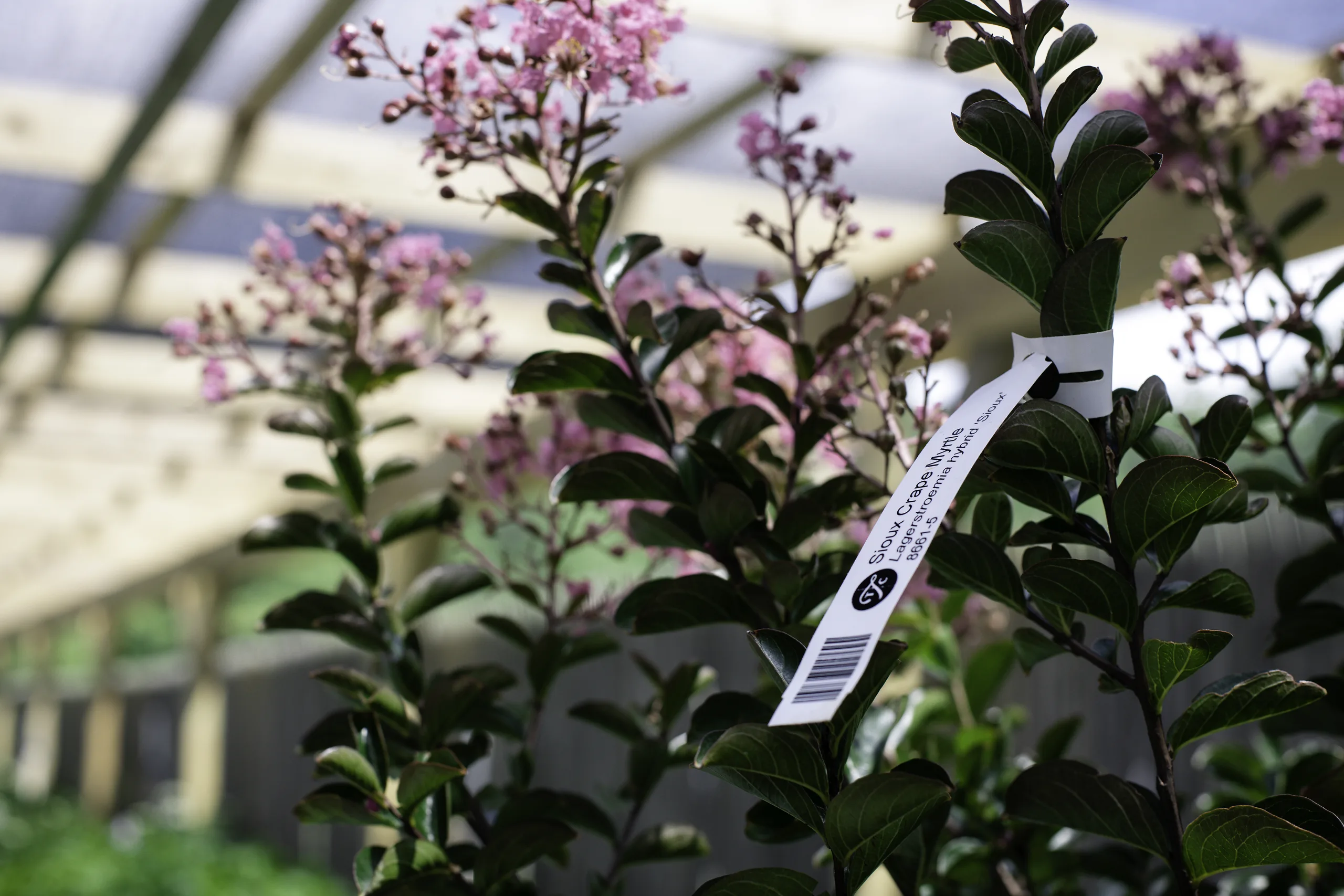 Complete Guide to Crape Myrtles