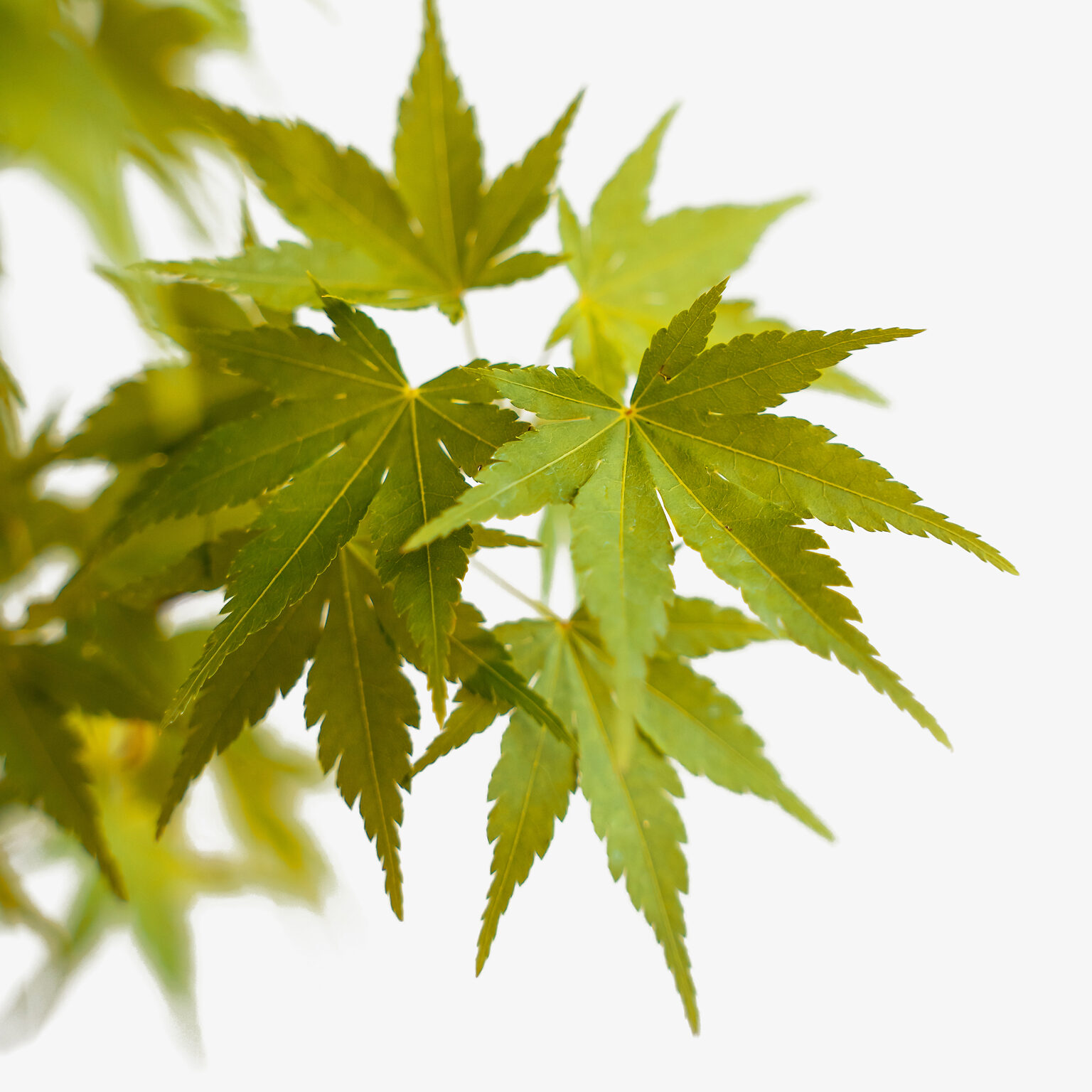 Coral Bark Japanese Maple For Sale Online The Tree Center 