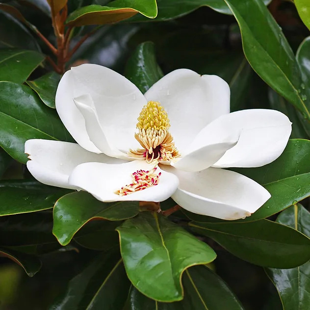 Little Gem Magnolia For Sale | The Tree Center