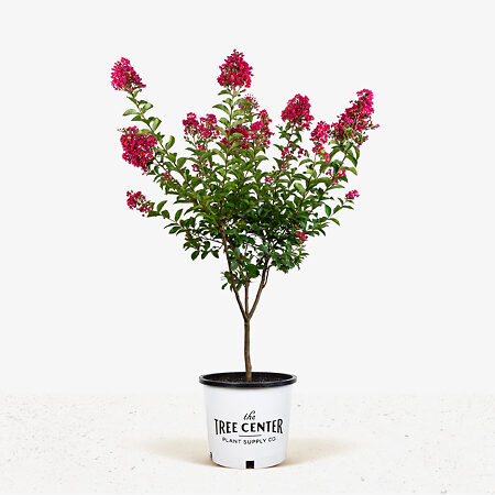 Buy Tonto Crape Myrtle | The Tree Center