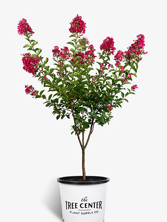 Buy Catawba Crape Myrtle Online | The Tree Center