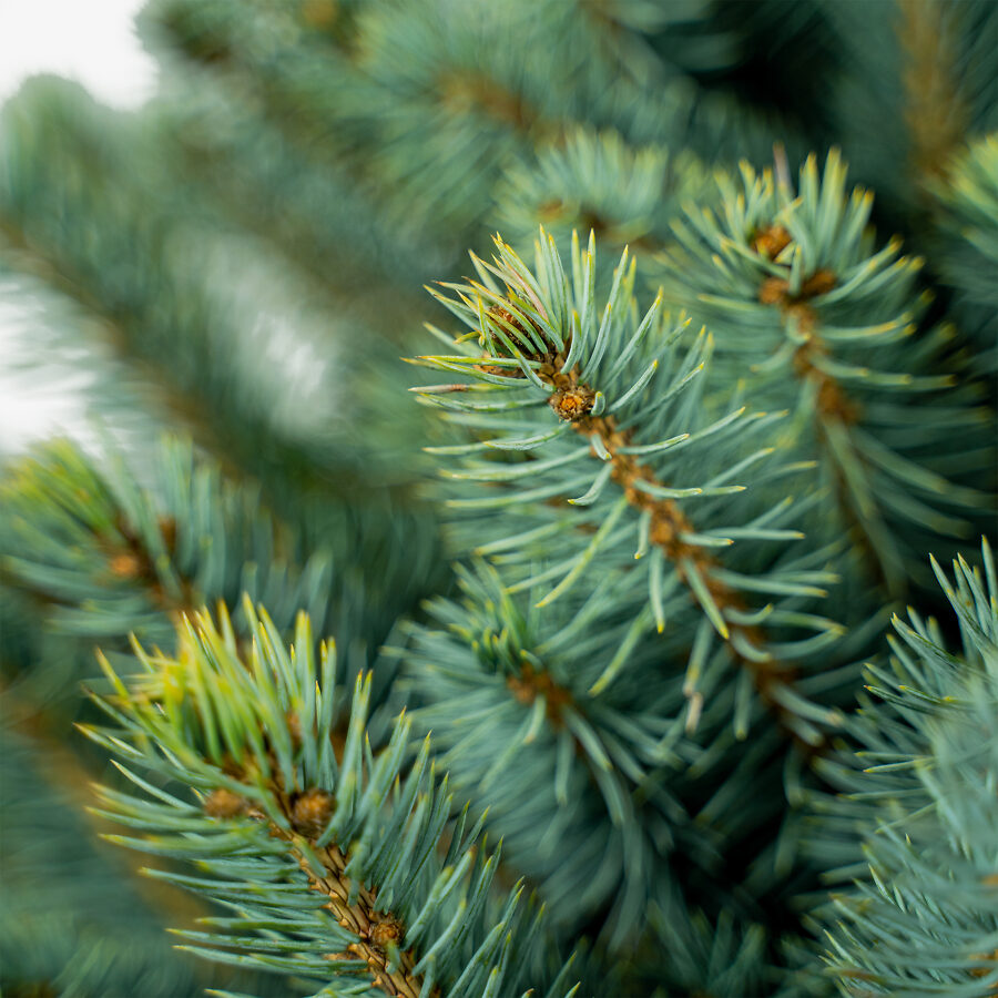 Buy Baby Blue Spruce Tree Online Baby Blue Spruce Trees Delivered   Baby Blue Spruce 7G 03 900x900 