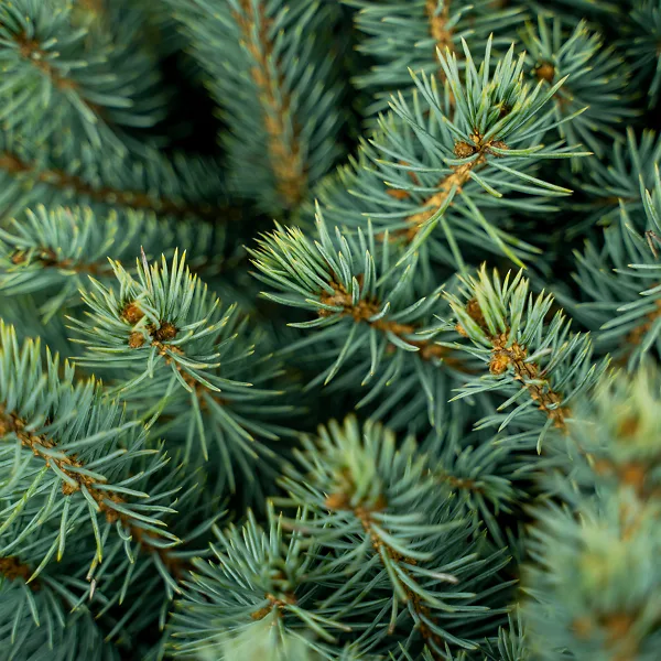 Buy affordable Colorado Blue Spruce trees at our online nursery - Arbor Day  Foundation
