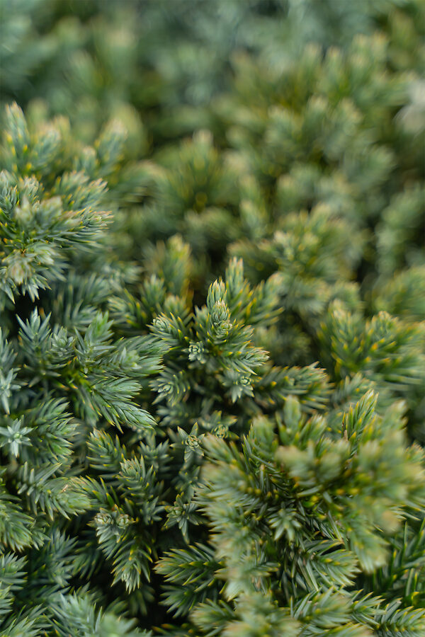 Blue Star Juniper Shrub For Sale Online | The Tree Center