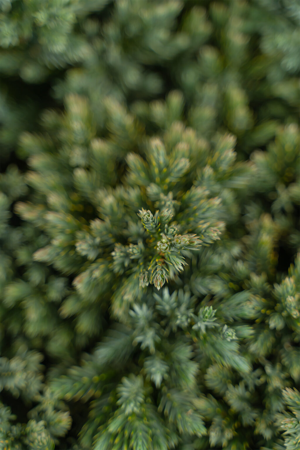 Blue Star Juniper Shrub For Sale Online The Tree Center   Blue Star Juniper Shrub 5G 04 Copy 1024x1536 