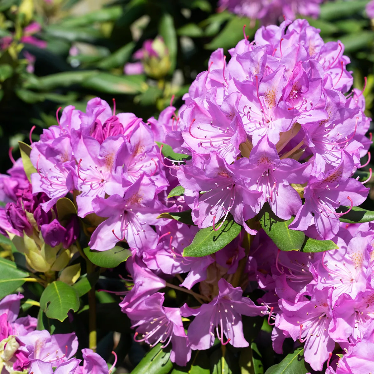 Pink Rhododendron 'English Roseum' For Sale | The Tree Center