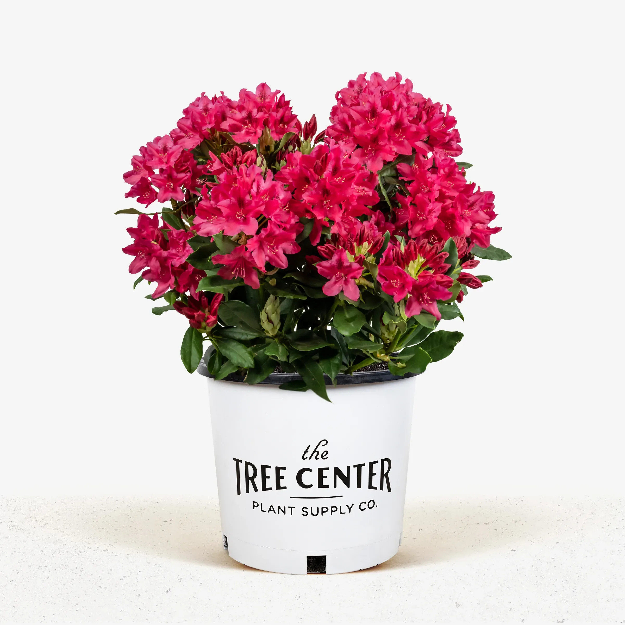 Zembla Rhododendron Sale | Tree Center