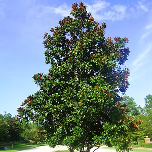 Southern Magnolia 