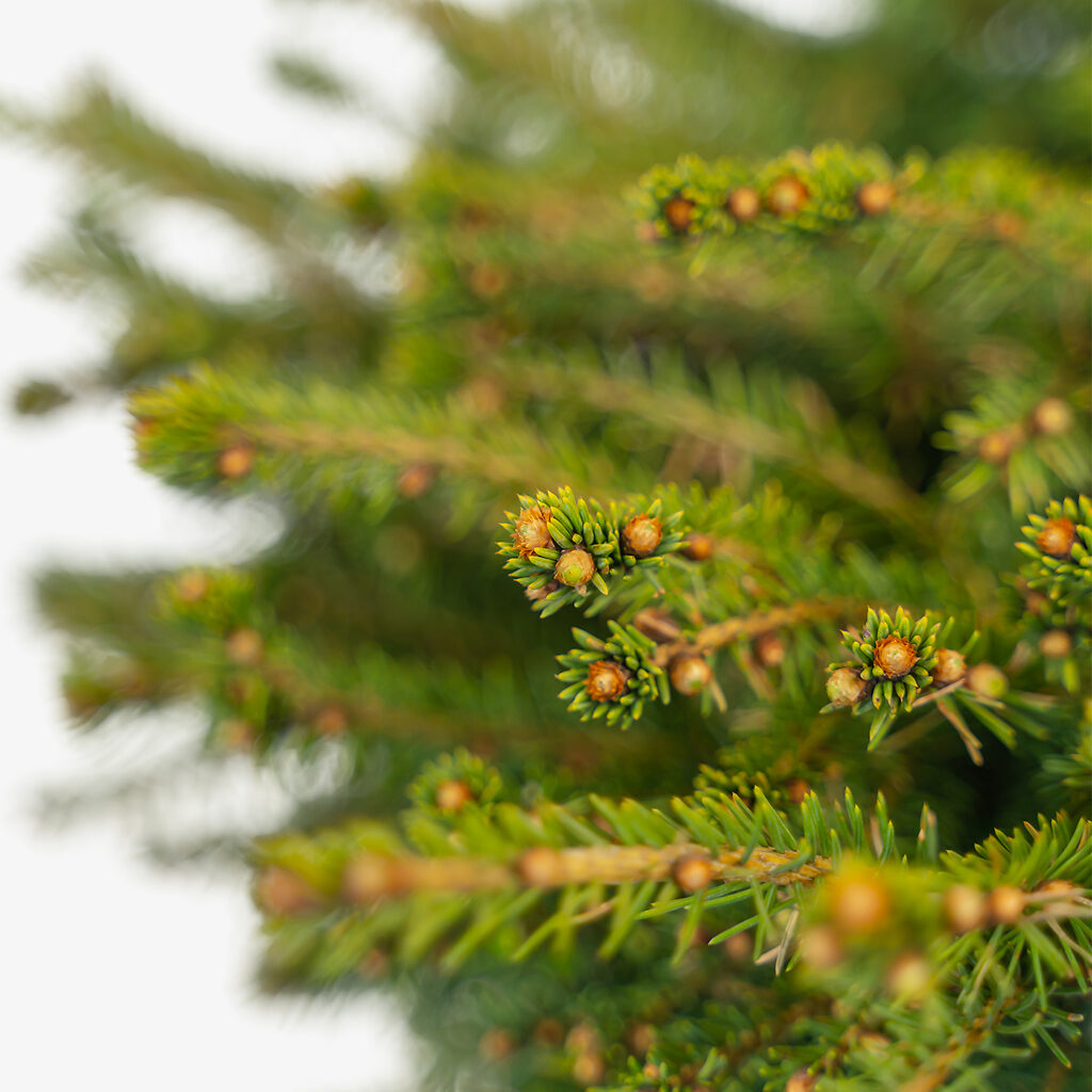 Birds Nest Spruce For Sale The Tree Center