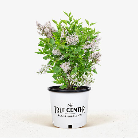 Miss Kim Lilac For Sale Online | The Tree Center