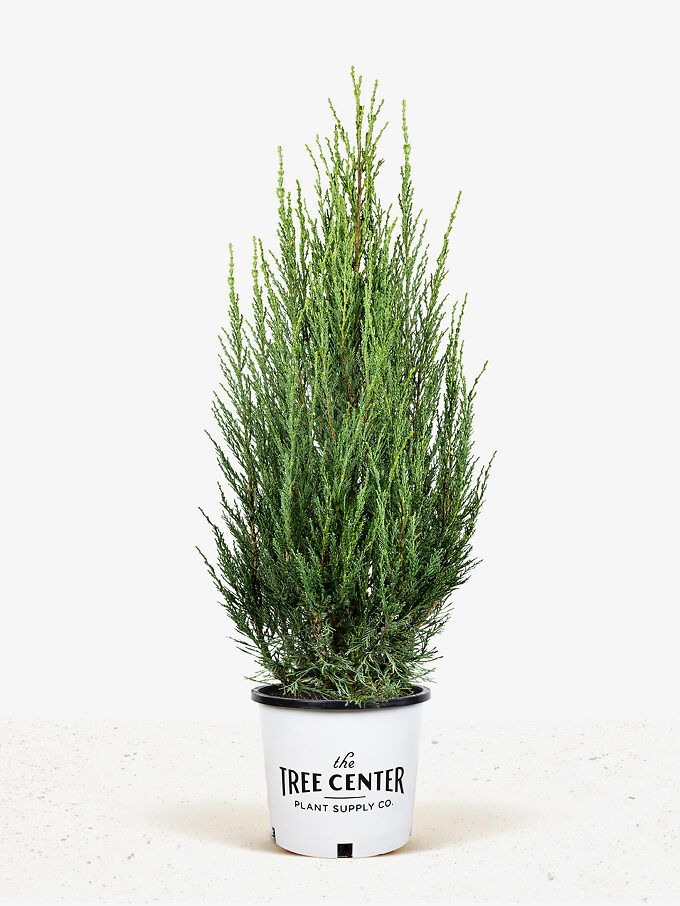 Wichita Blue Juniper Tree | The Tree Center