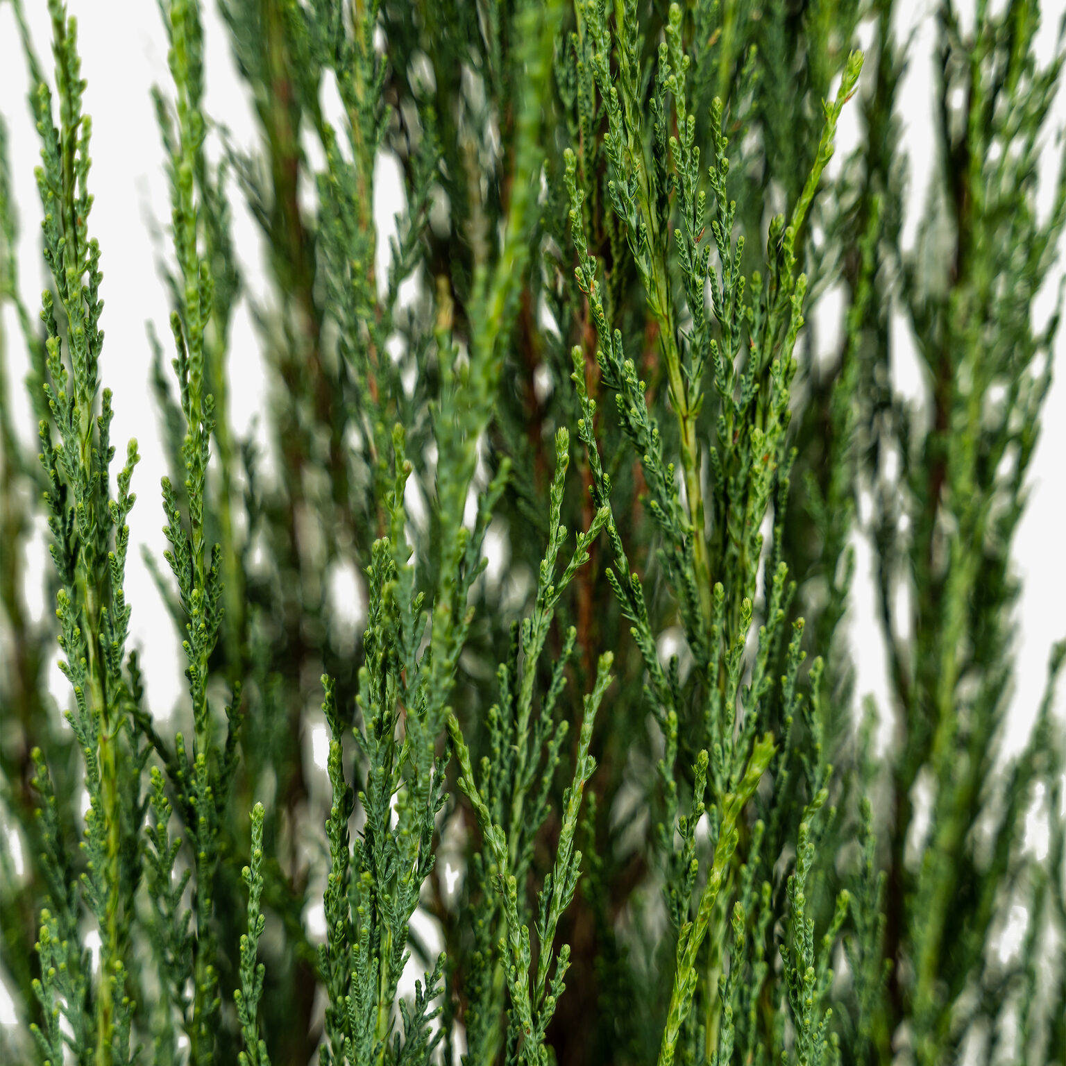 skyrocket-juniper-for-sale-online-the-tree-center